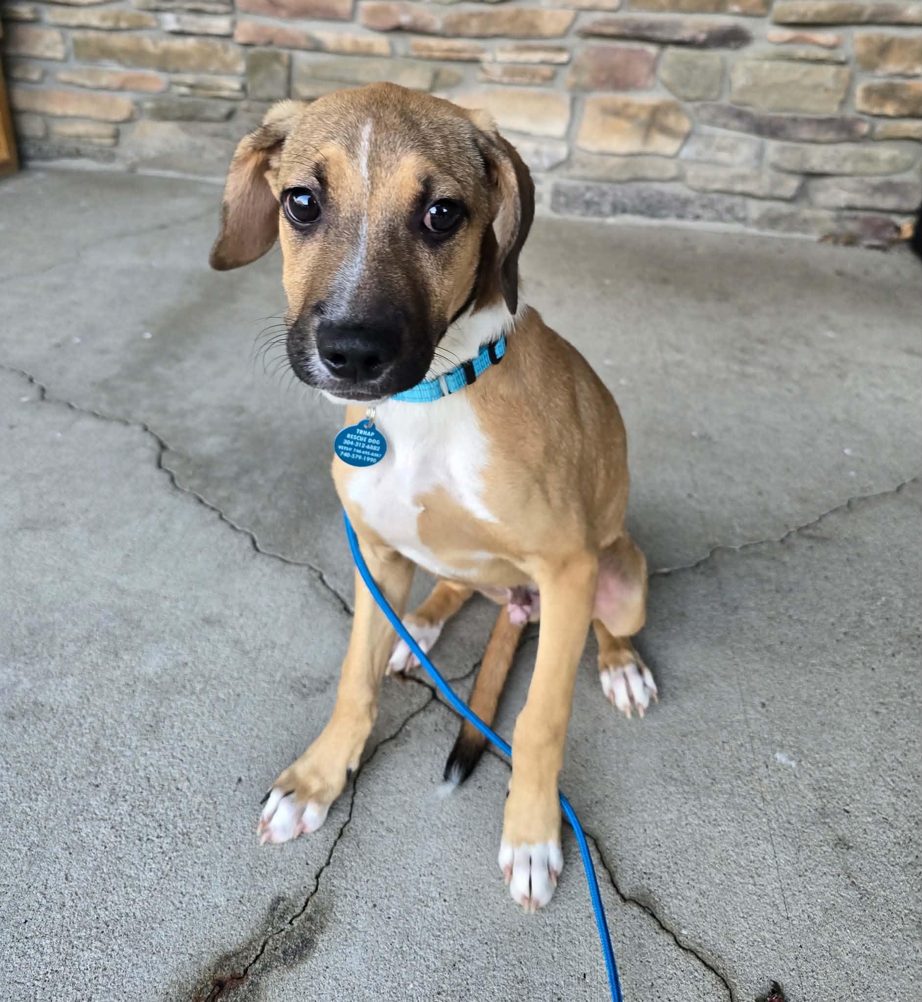 Enlarge Wally, a Adoptable mixed breed in St. Clairsville, OH image 3/6