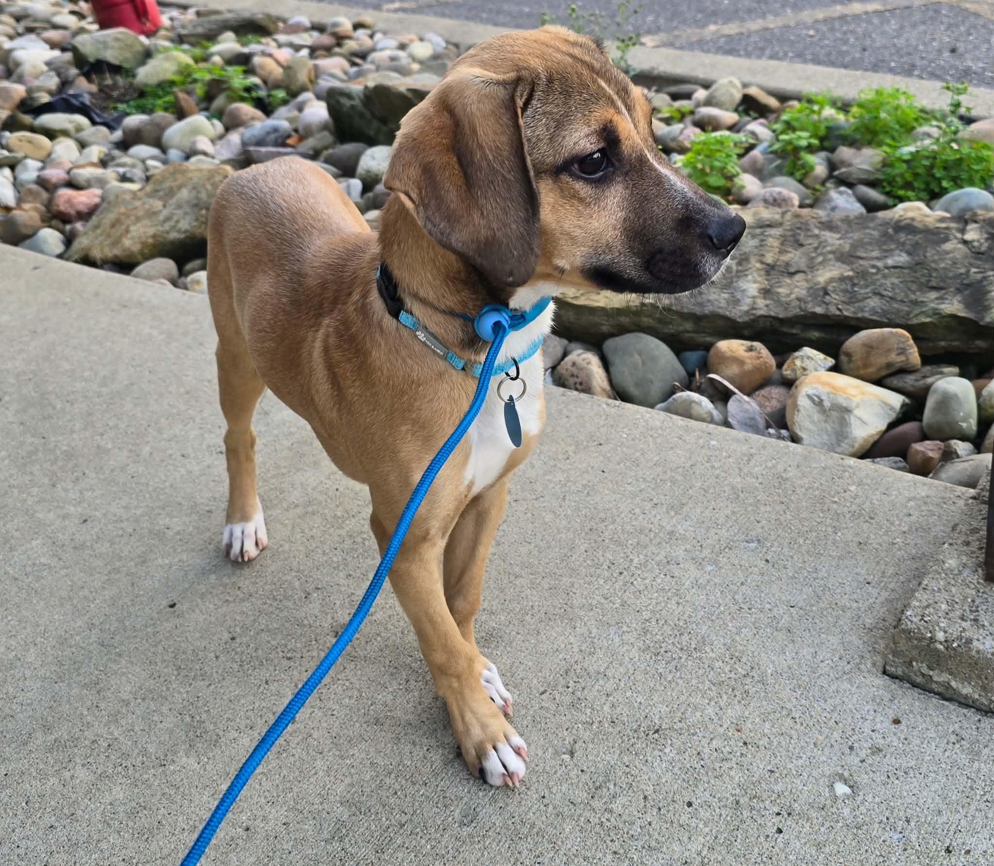 Enlarge Wally, a Adoptable mixed breed in St. Clairsville, OH image 2/6