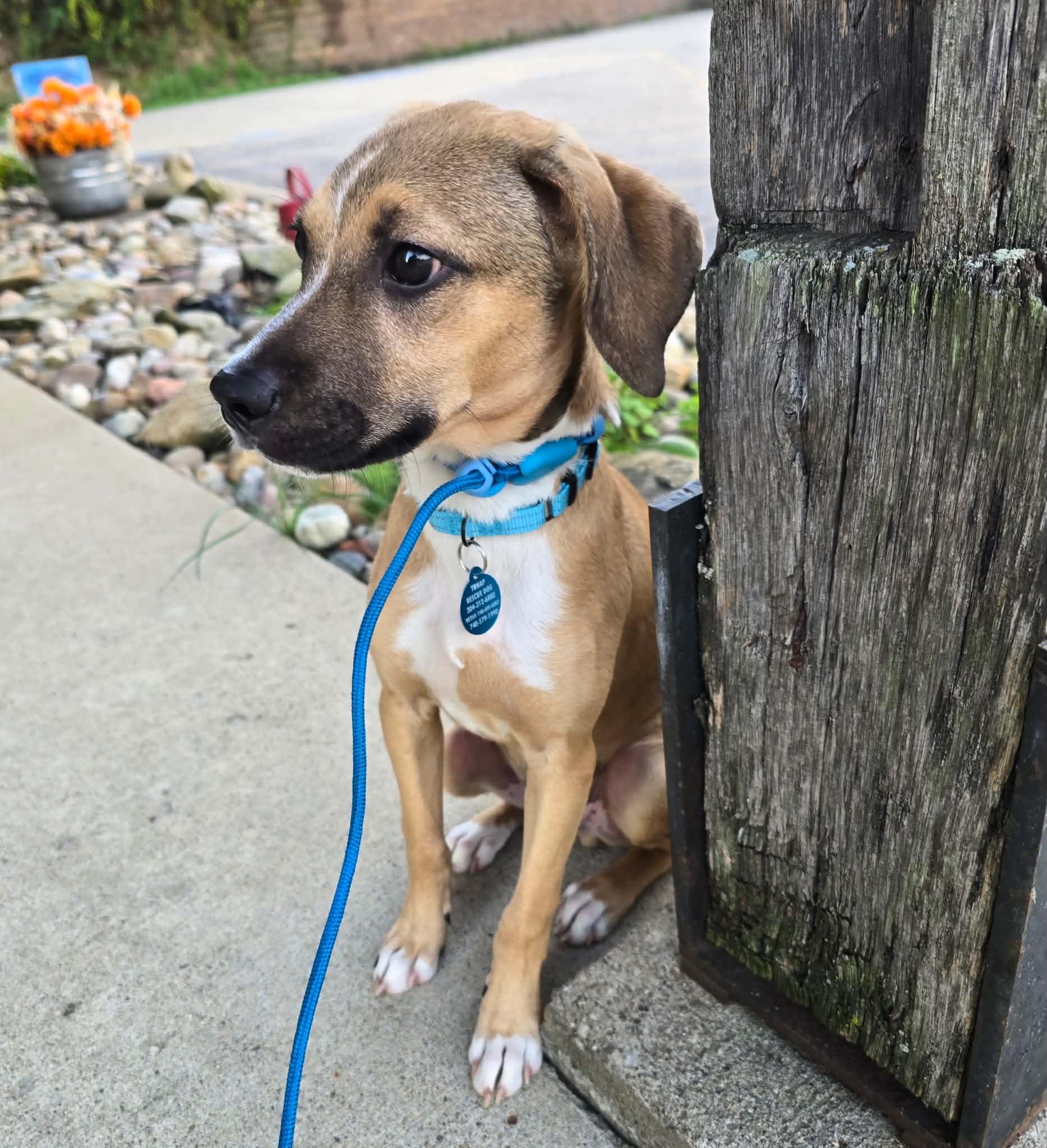 Enlarge Wally, a Adoptable mixed breed in St. Clairsville, OH image 1/6