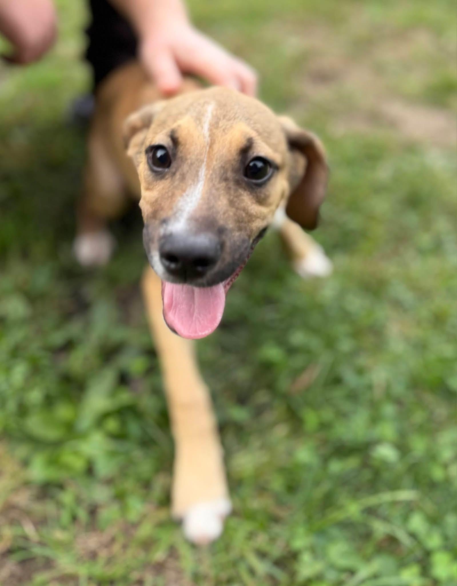 Enlarge Wally, a Adoptable mixed breed in St. Clairsville, OH image 5/6