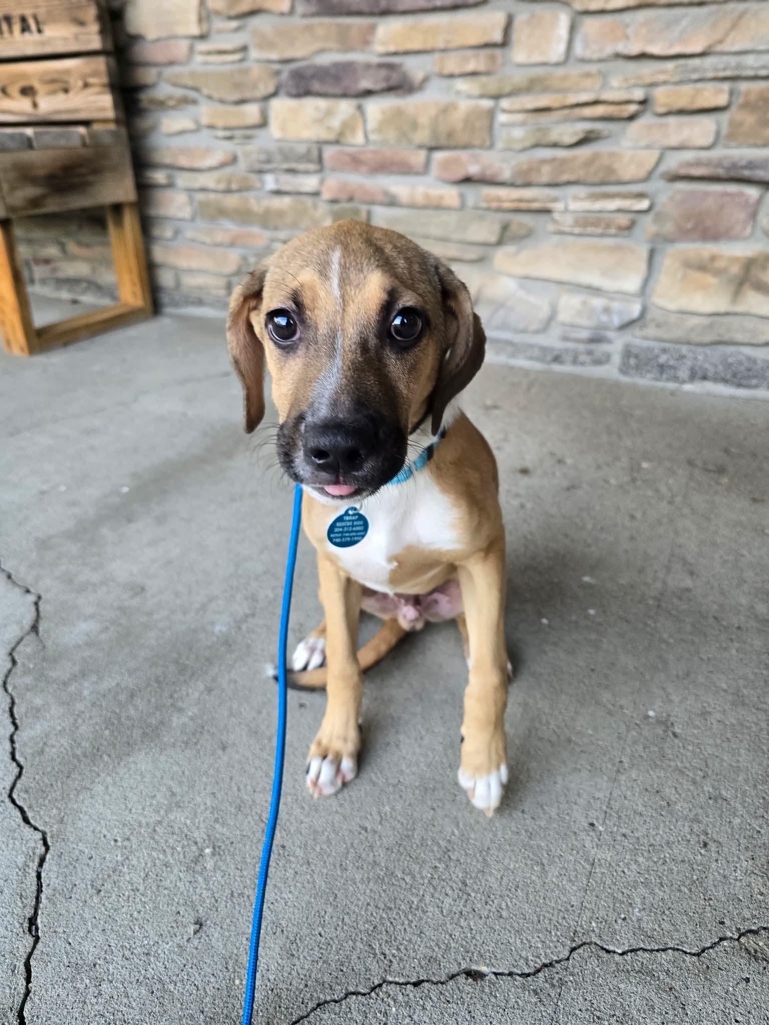 Enlarge Wally, a Adoptable mixed breed in St. Clairsville, OH image 4/6