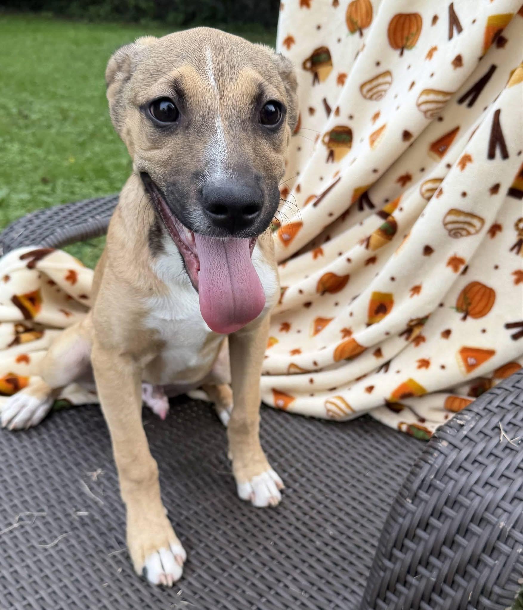 Enlarge Wally, a Adoptable mixed breed in St. Clairsville, OH image 6/6