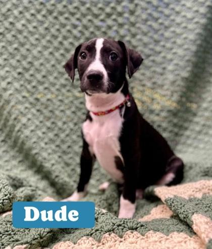 Dude