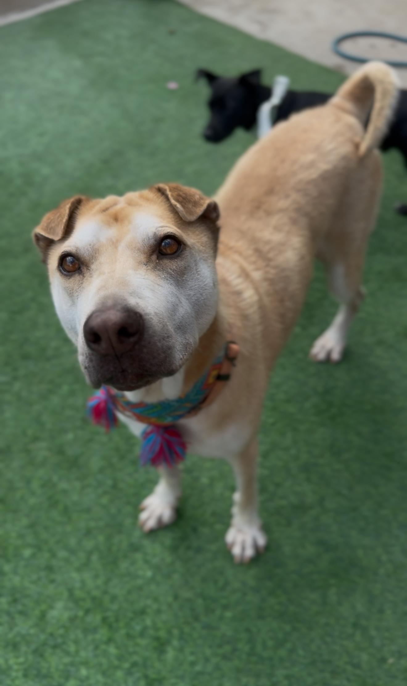 Enlarge Cassie, a Adoptable mixed breed in Perrysburg, OH image 4/6