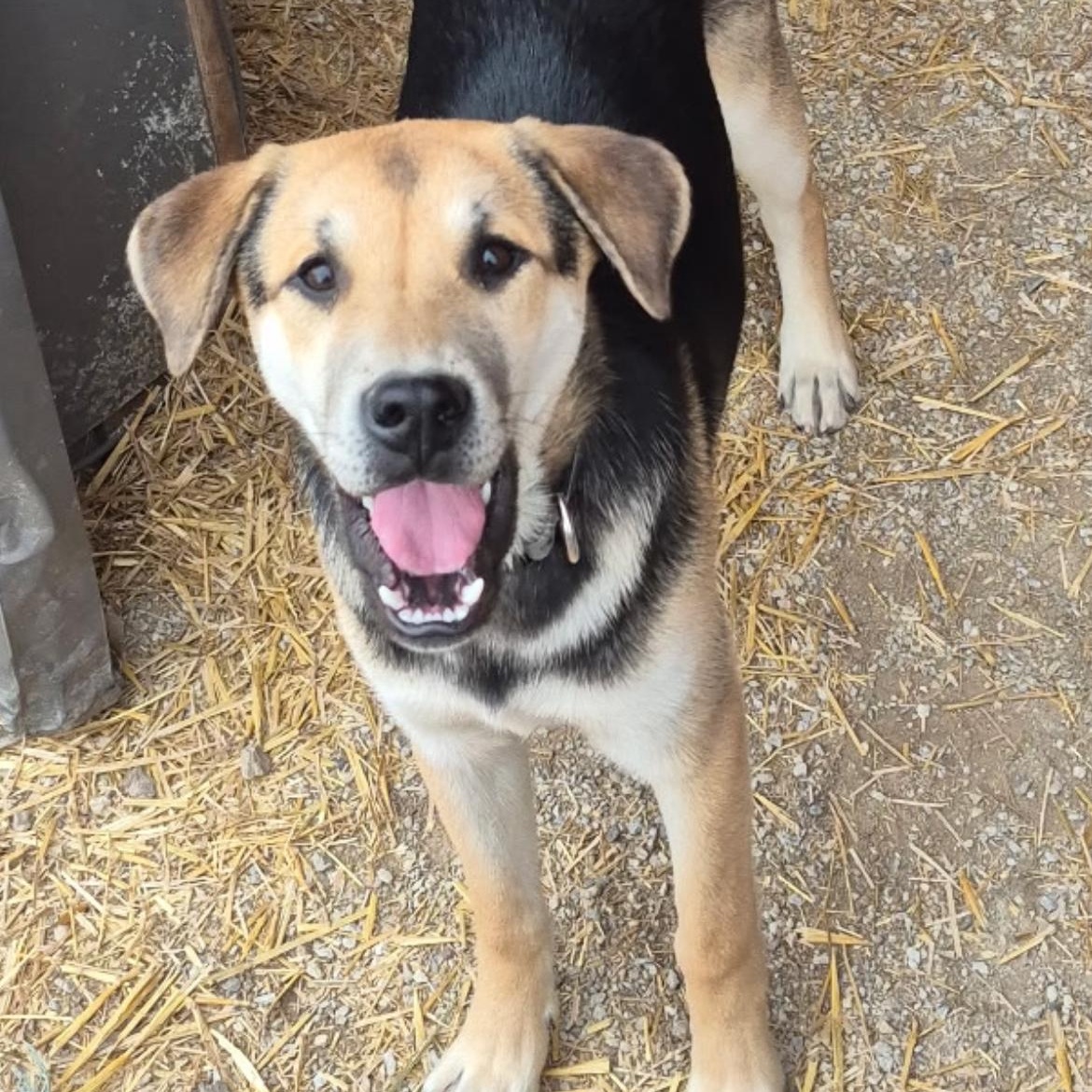 Enlarge Dakota, a ADOPTABLE mixed breed in Richmond Hill, ON image 2/2