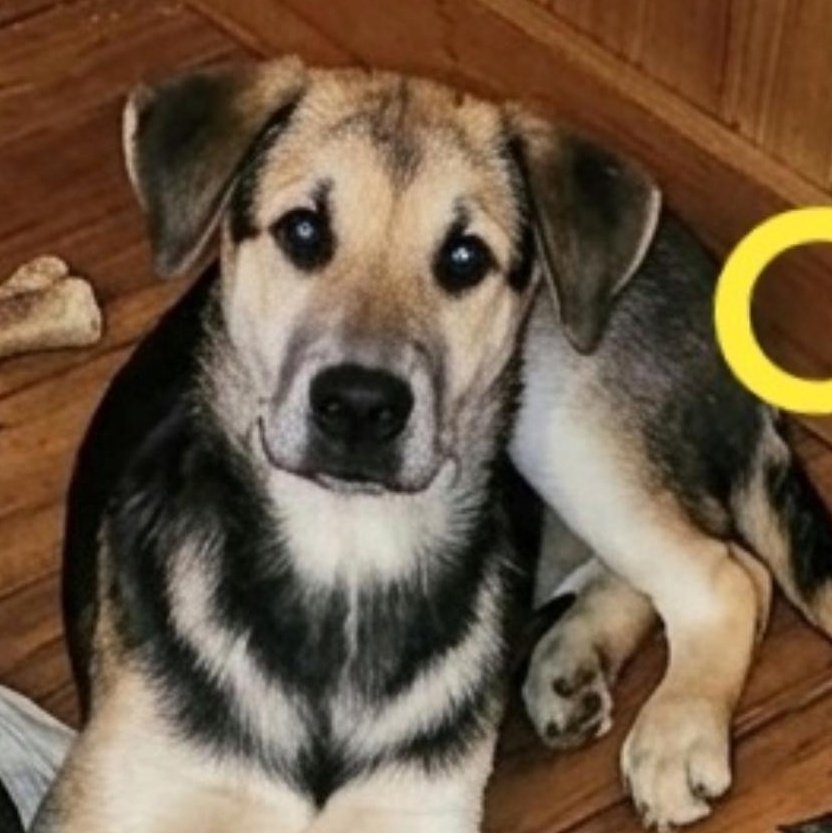Enlarge Dakota, a ADOPTABLE mixed breed in Richmond Hill, ON image 1/2