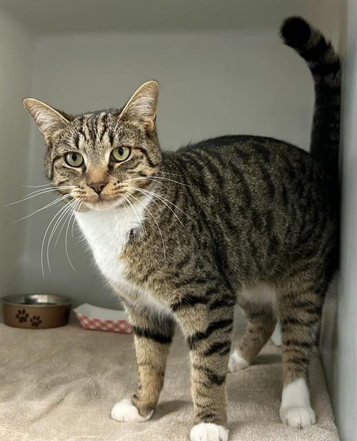 OAKLEY, Adoptable, Young Male Domestic Short Hair.