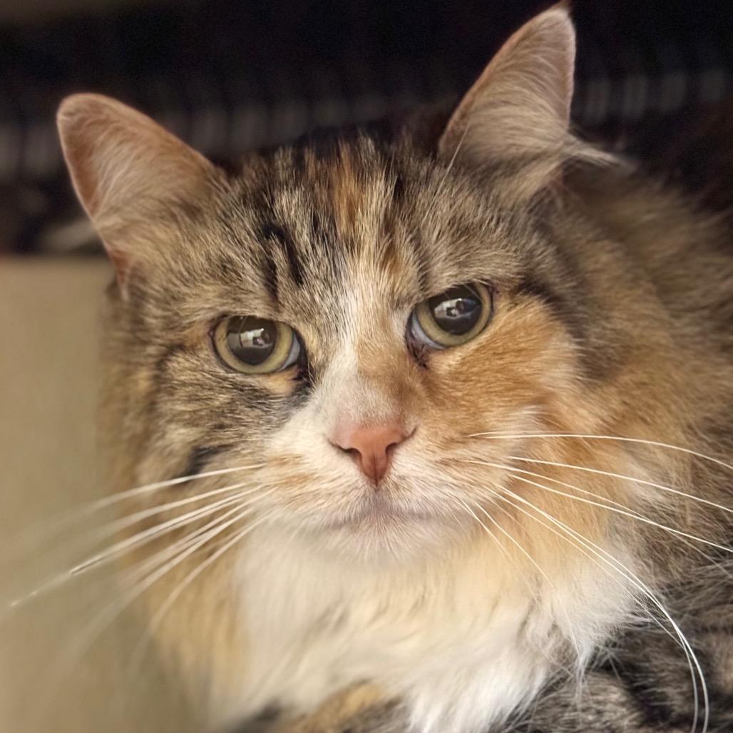 Ginger, Adoptable, Adult Female Domestic Long Hair.