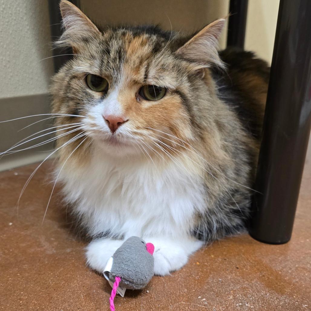 Enlarge Ginger, a Adoptable Domestic Long Hair in Santa Barbara, CA image 2/2