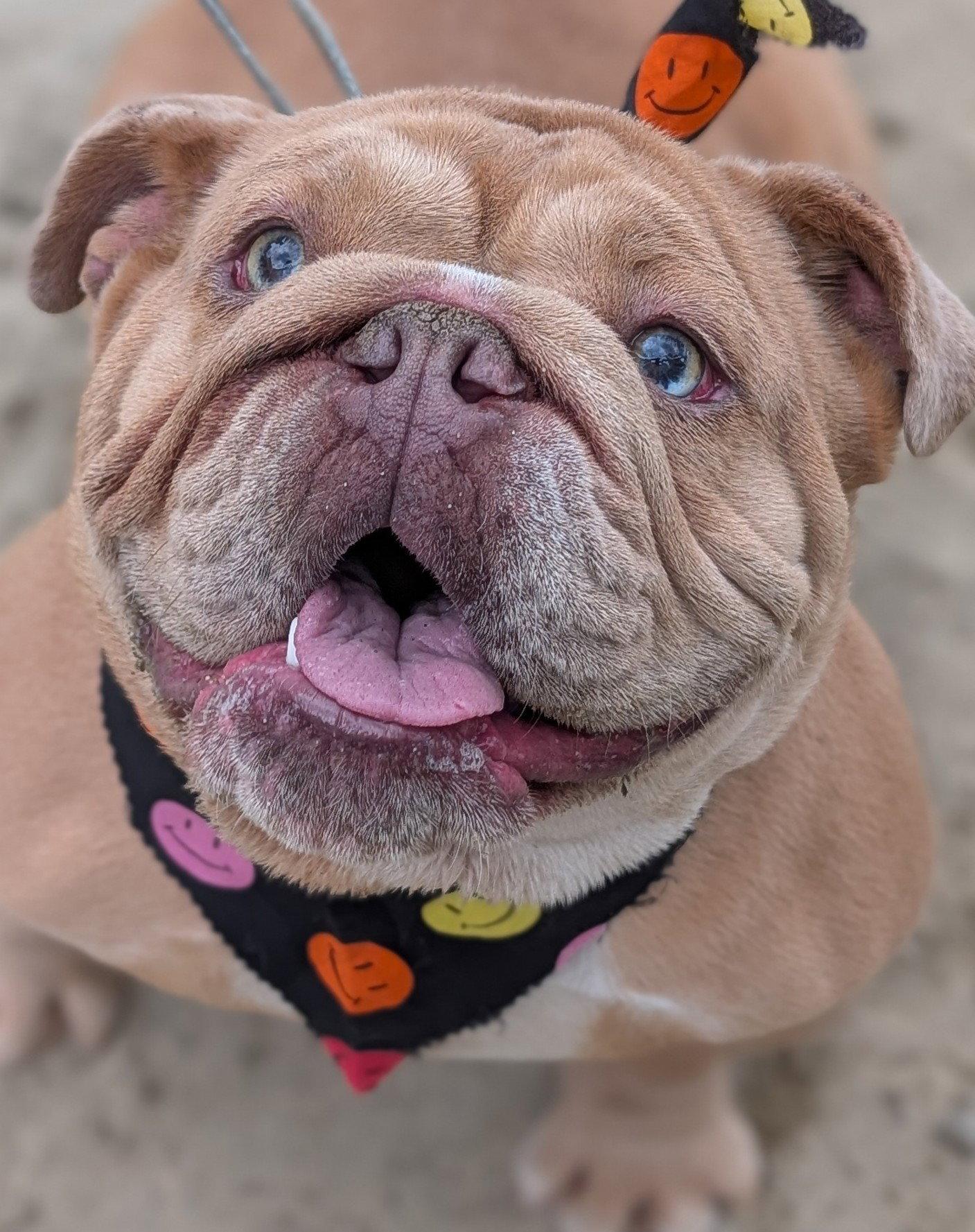 Enlarge Diamond, a Adopted American Bulldog in Hillsboro, NH image 1/3