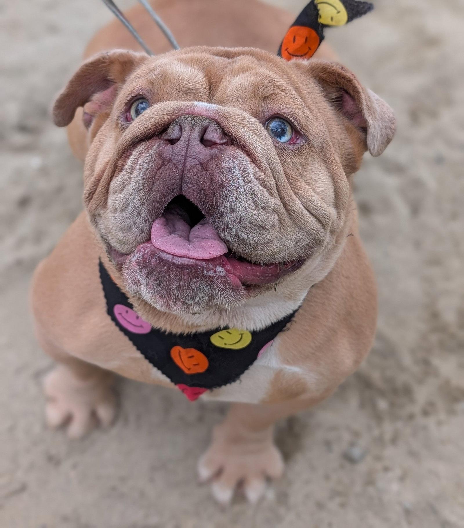 Enlarge Diamond, a Adopted American Bulldog in Hillsboro, NH image 2/3
