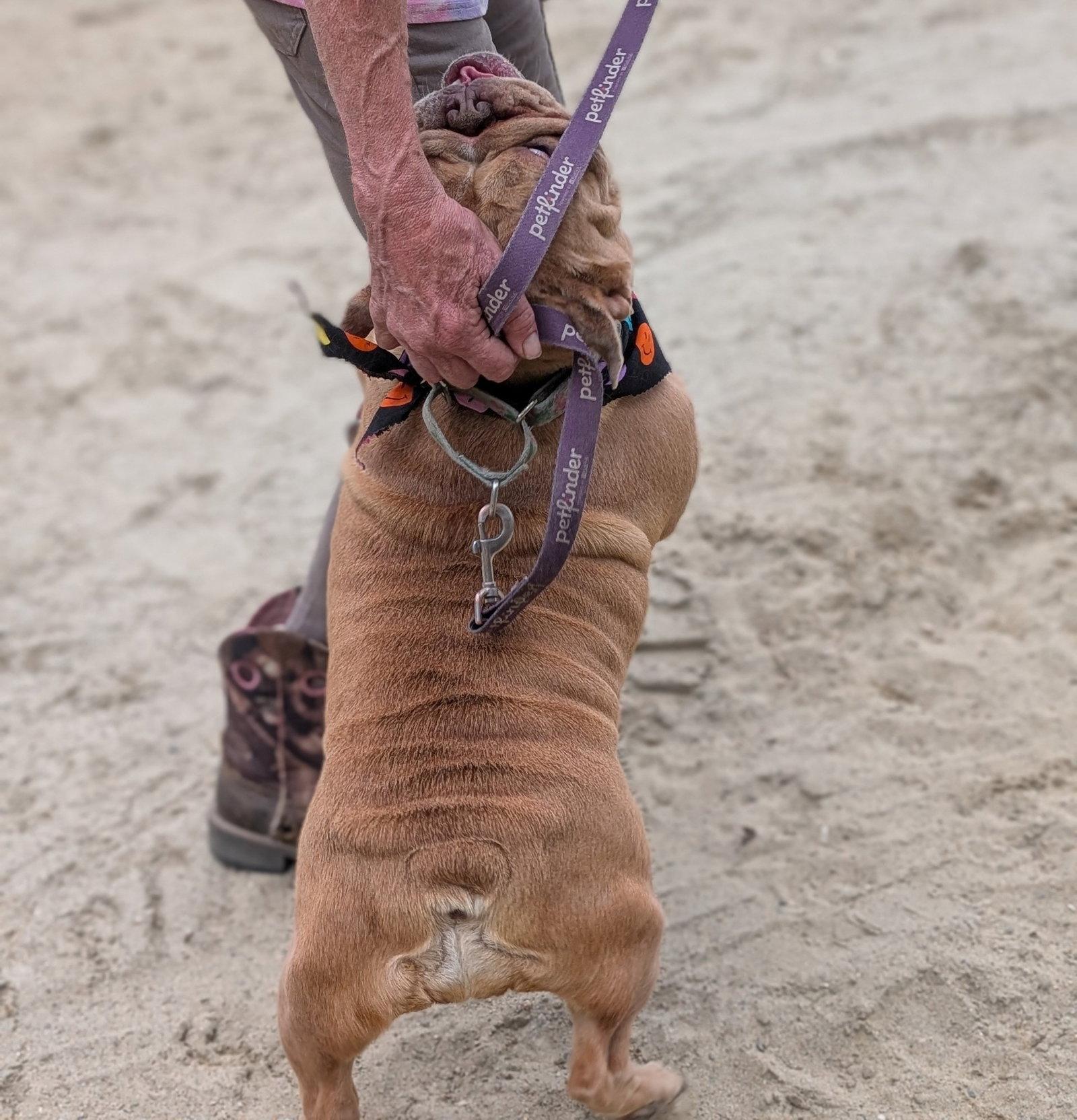 Enlarge Diamond, a Adopted American Bulldog in Hillsboro, NH image 3/3
