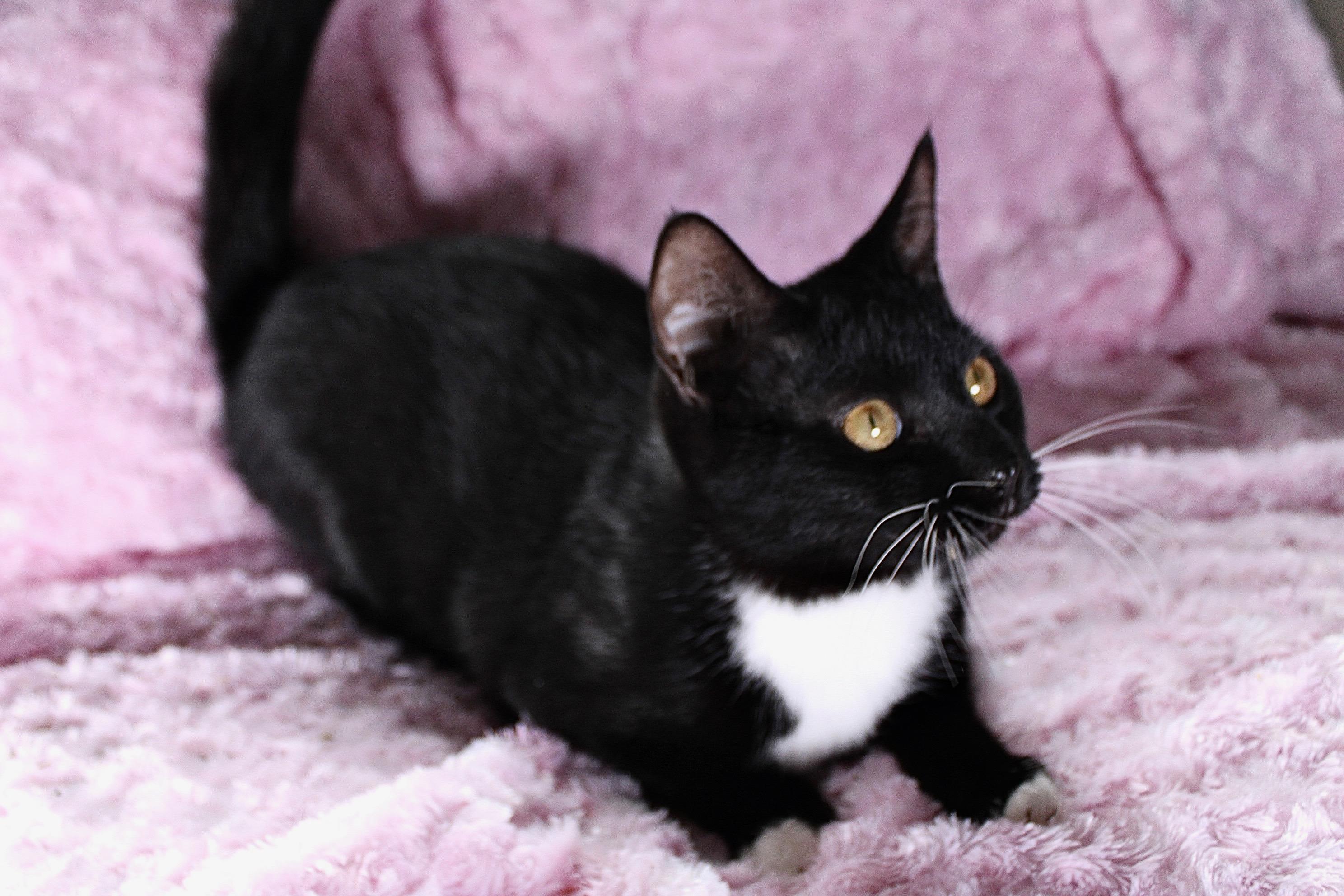 Bonnie, a Adoptable Domestic Short Hair in Union Gap, WA image 2/3