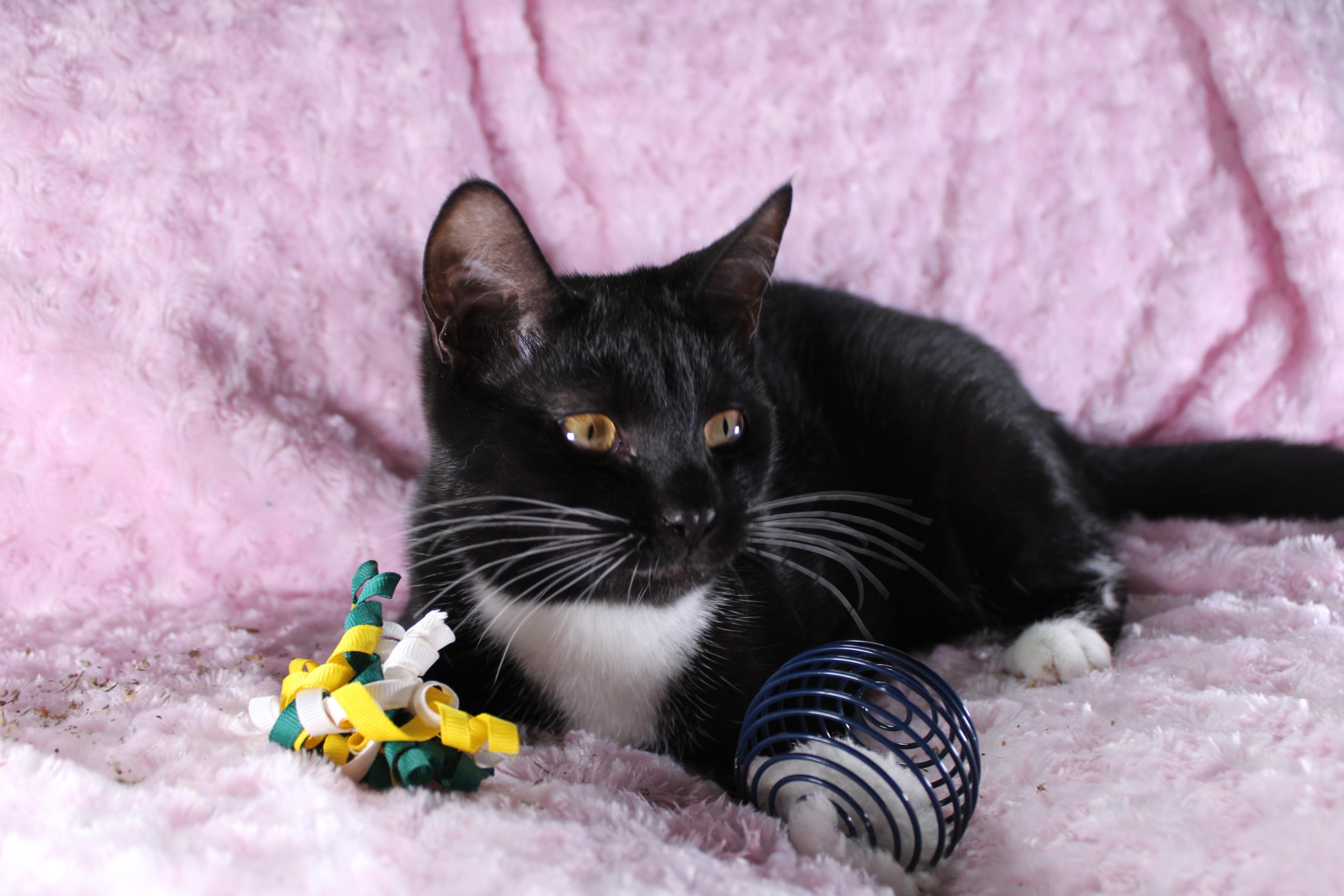 Bonnie, Adoptable, Young Female Domestic Short Hair.