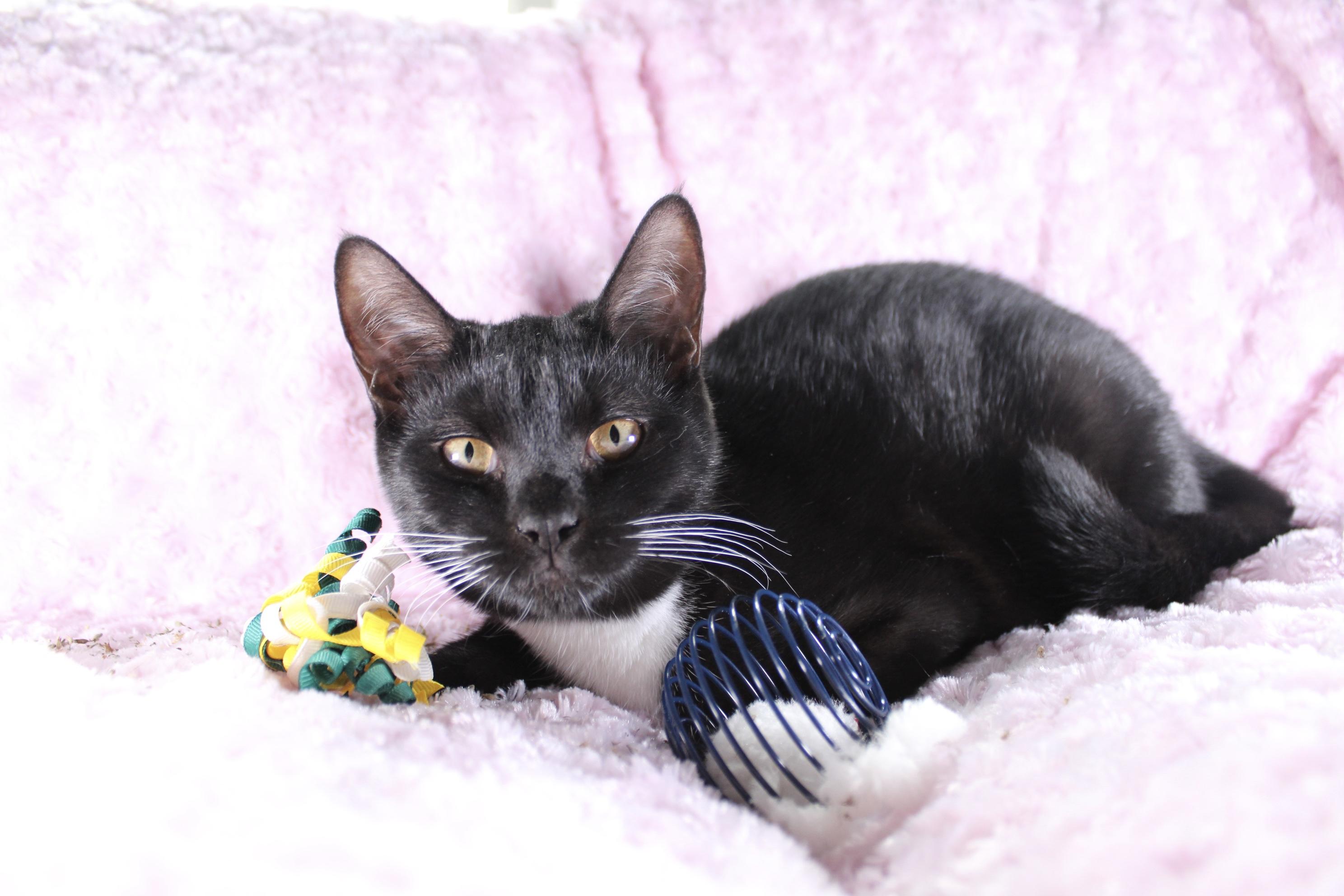 Bonnie, a Adoptable Domestic Short Hair in Union Gap, WA image 3/3