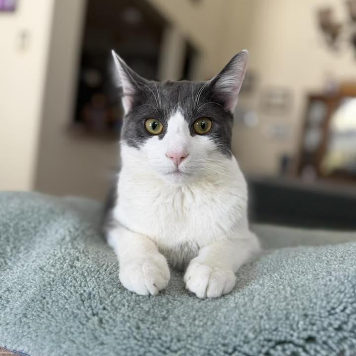 Enlarge Frank, a Adoptable Domestic Short Hair in Medford, NJ image 2/4