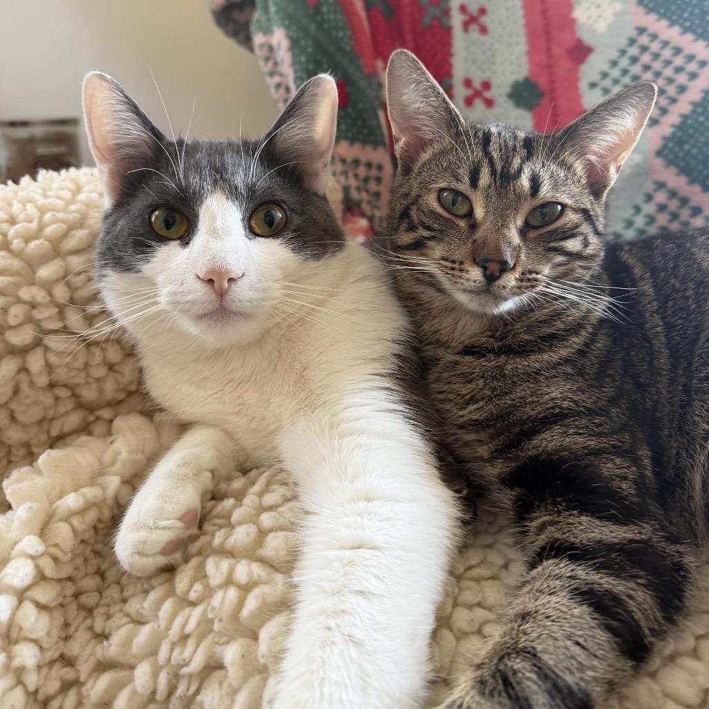 Enlarge Frank, a Adoptable Domestic Short Hair in Medford, NJ image 3/4