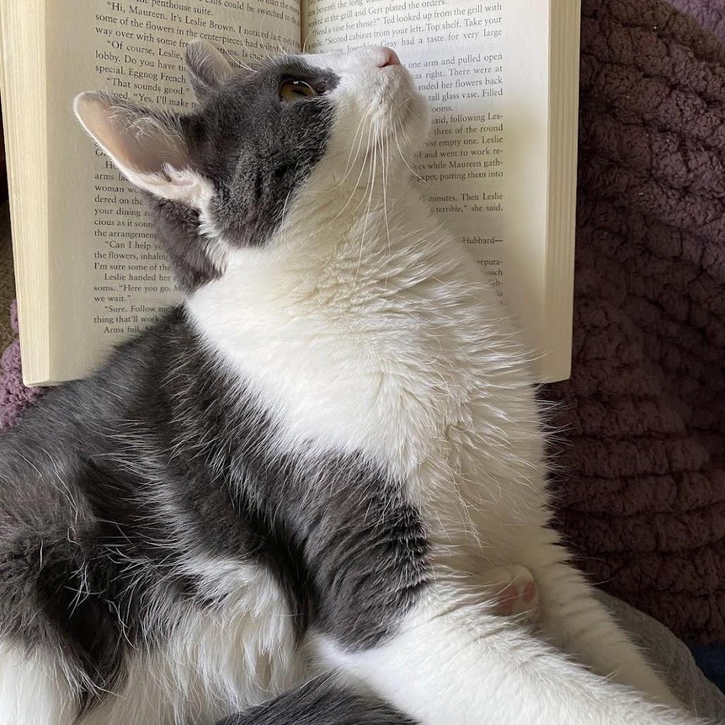 Enlarge Frank, a Adoptable Domestic Short Hair in Medford, NJ image 4/4