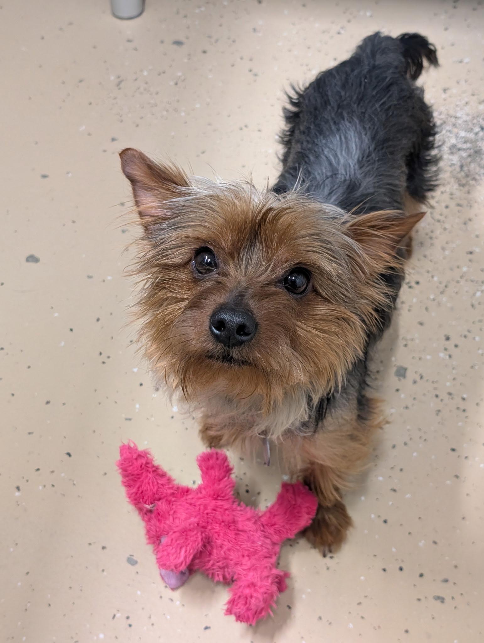 Leo, adopted, Young Male Yorkshire Terrier.