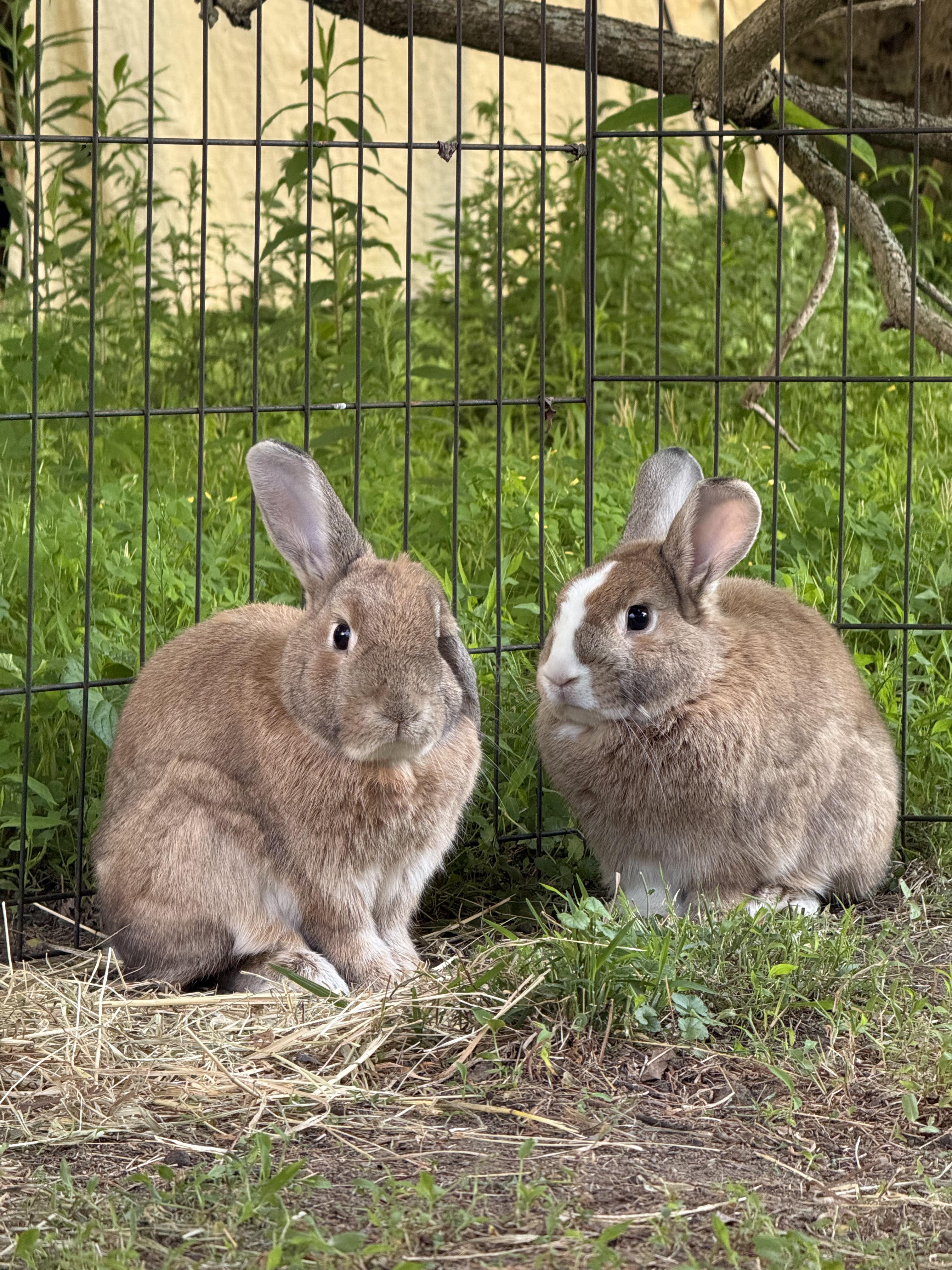 Enlarge Hermes & Kora, a ADOPTABLE Bunny Rabbit in Salisbury Mills, NY image 1/4