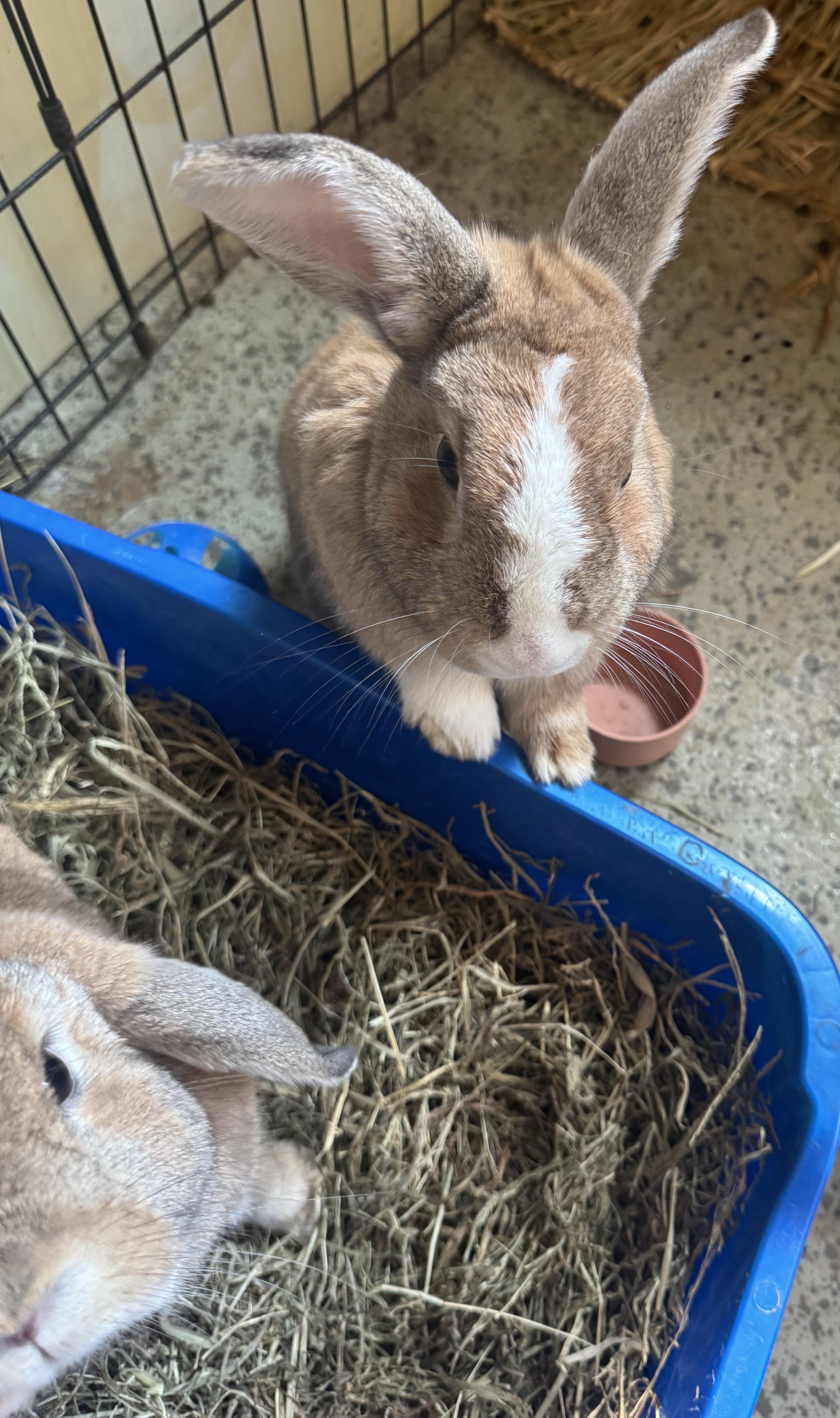 Enlarge Hermes & Kora, a ADOPTABLE Bunny Rabbit in Salisbury Mills, NY image 2/4