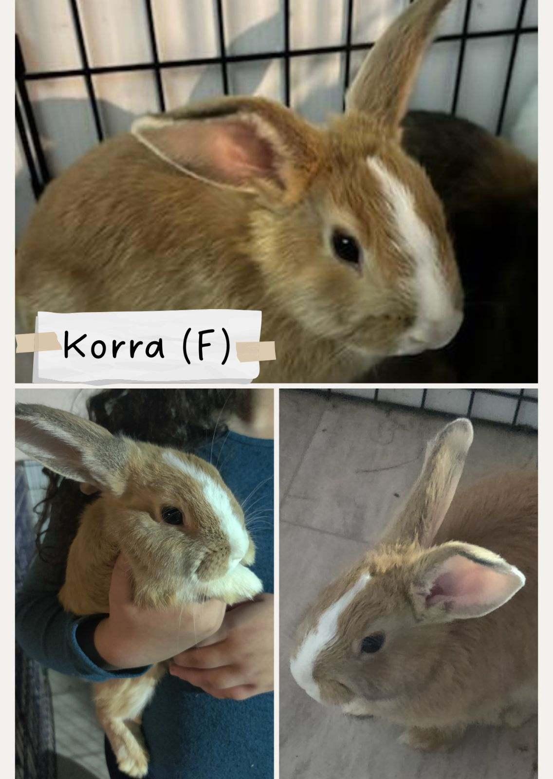 Enlarge Hermes & Kora, a ADOPTABLE Bunny Rabbit in Salisbury Mills, NY image 4/4
