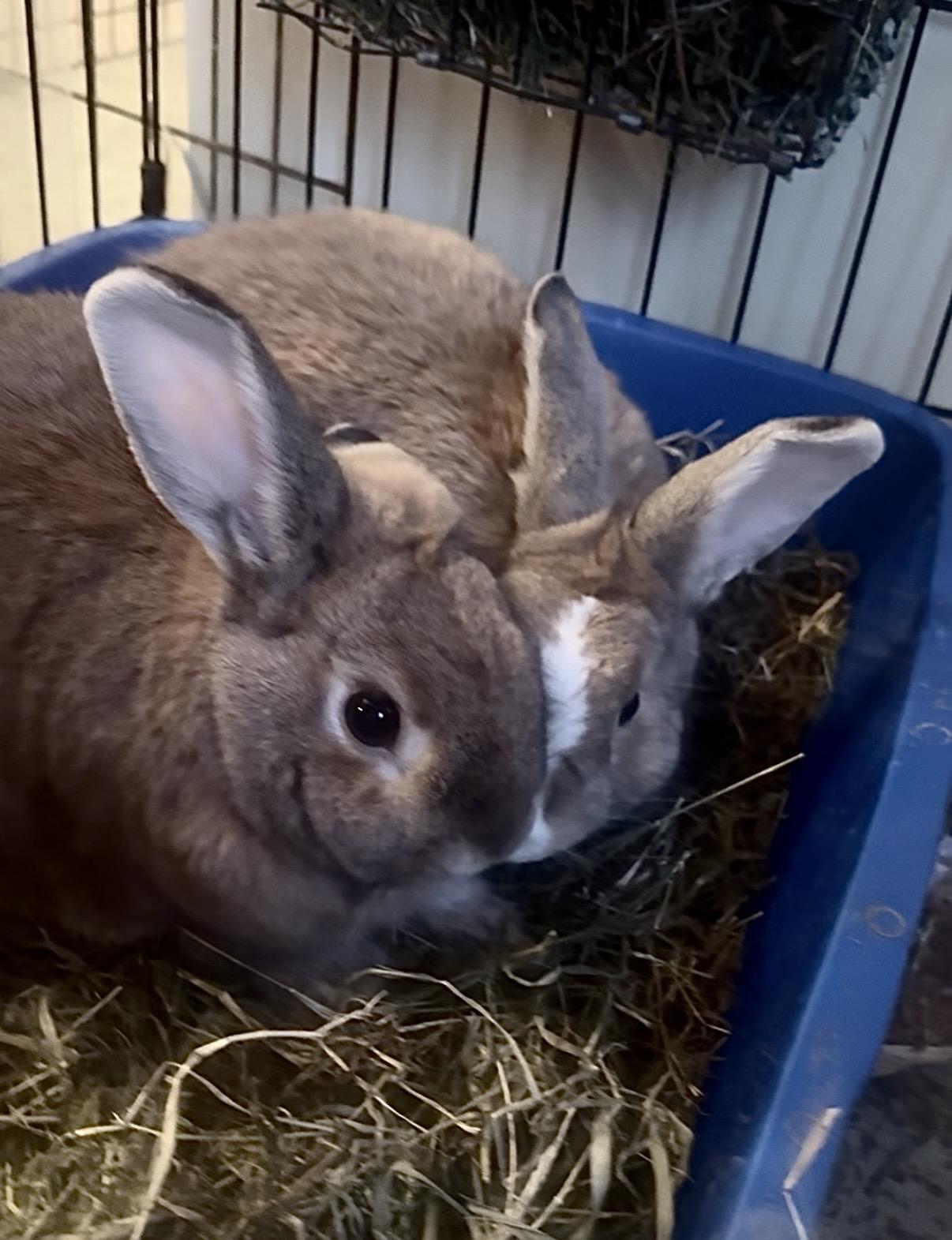 Enlarge Hermes & Kora, a ADOPTABLE Bunny Rabbit in Salisbury Mills, NY image 3/4