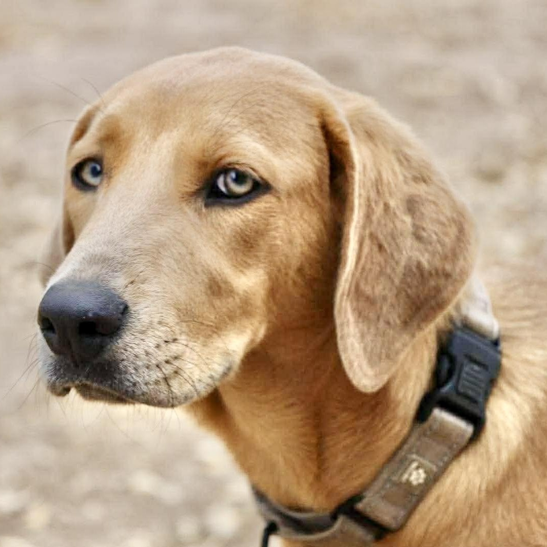 Enlarge Ginger, a Adoptable mixed breed in Chester , VA image 6/6
