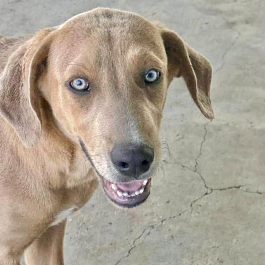 Enlarge Ginger, a Adoptable mixed breed in Chester , VA image 1/6