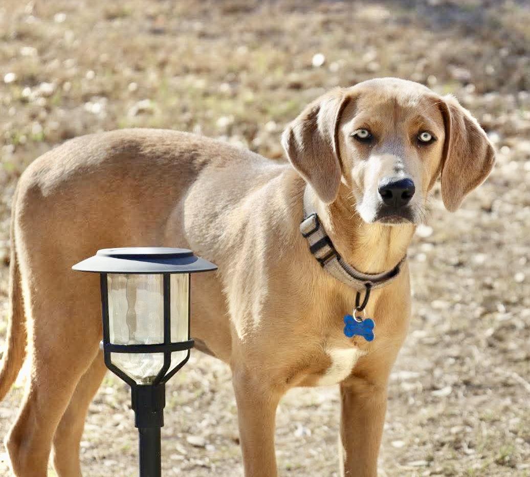 Enlarge Ginger, a Adoptable mixed breed in Chester , VA image 3/6
