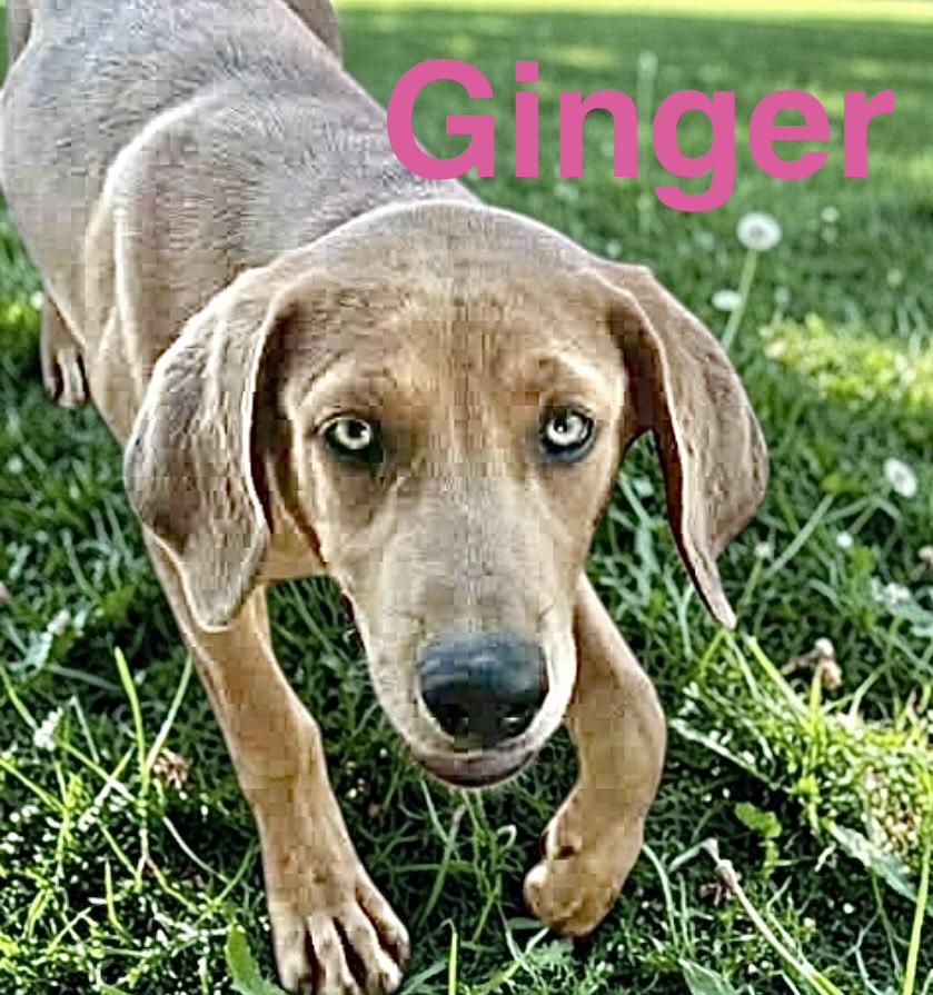 Enlarge Ginger, a Adoptable mixed breed in Chester , VA image 4/6