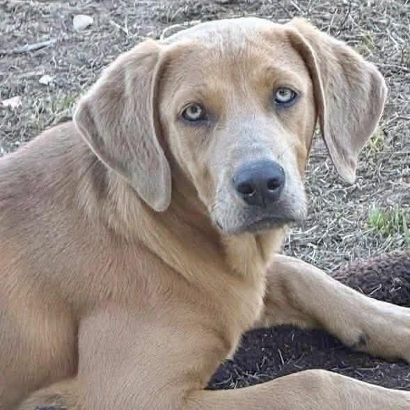 Enlarge Ginger, a Adoptable mixed breed in Chester , VA image 5/6