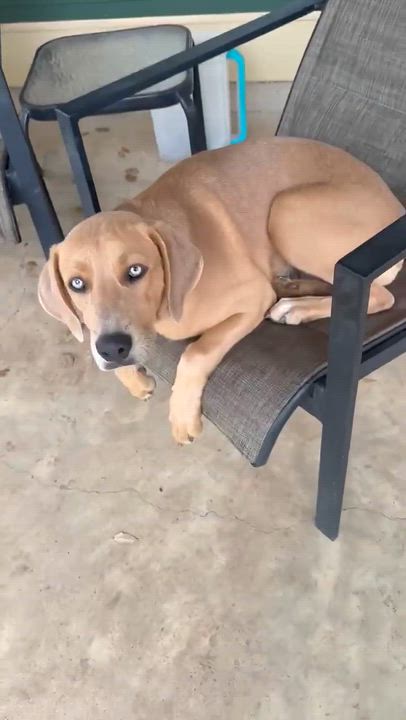 Enlarge Ginger, a Adoptable mixed breed in Chester , VA video 2/6
