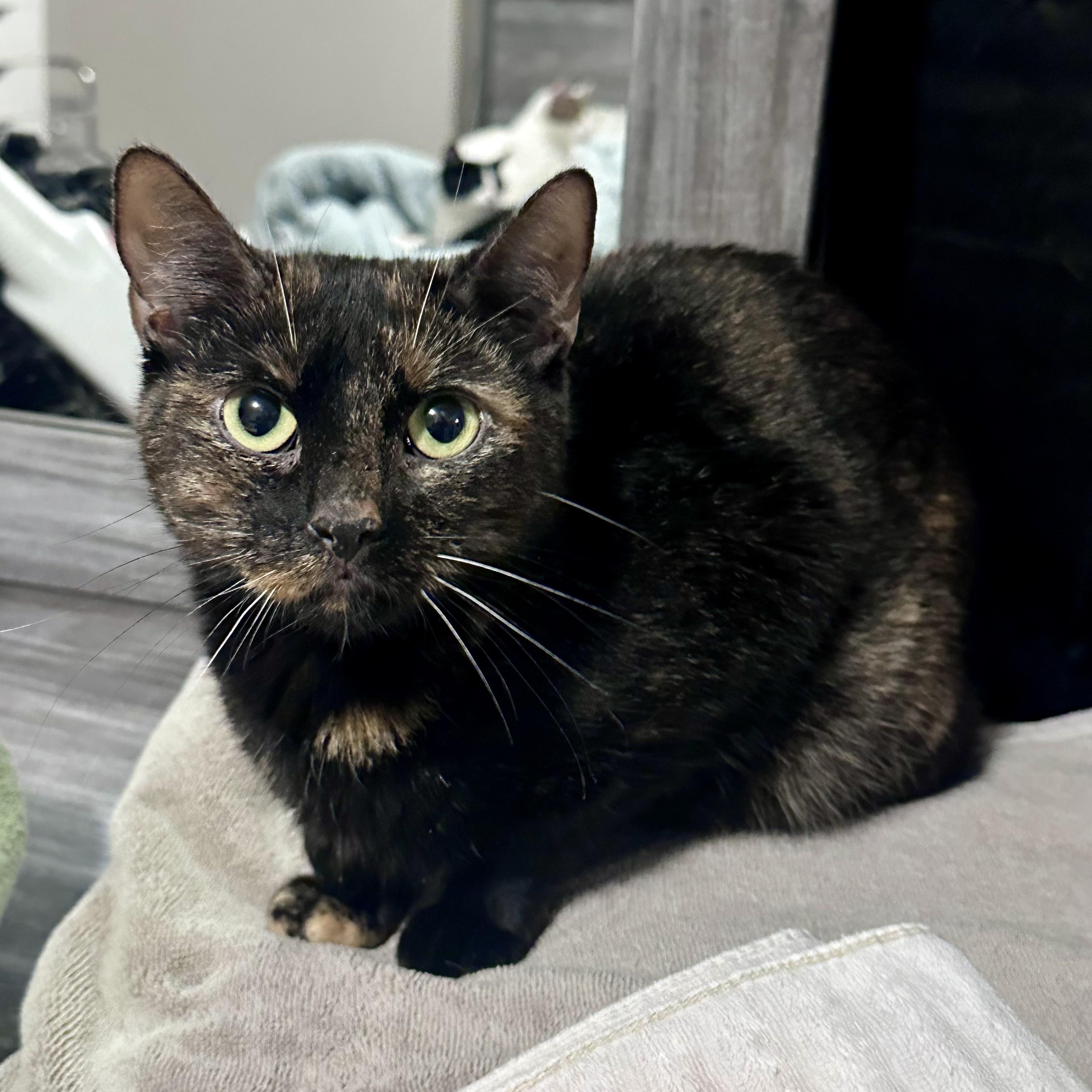 Enlarge Ember, a ADOPTABLE Tortoiseshell in Bethel, CT image 1/5