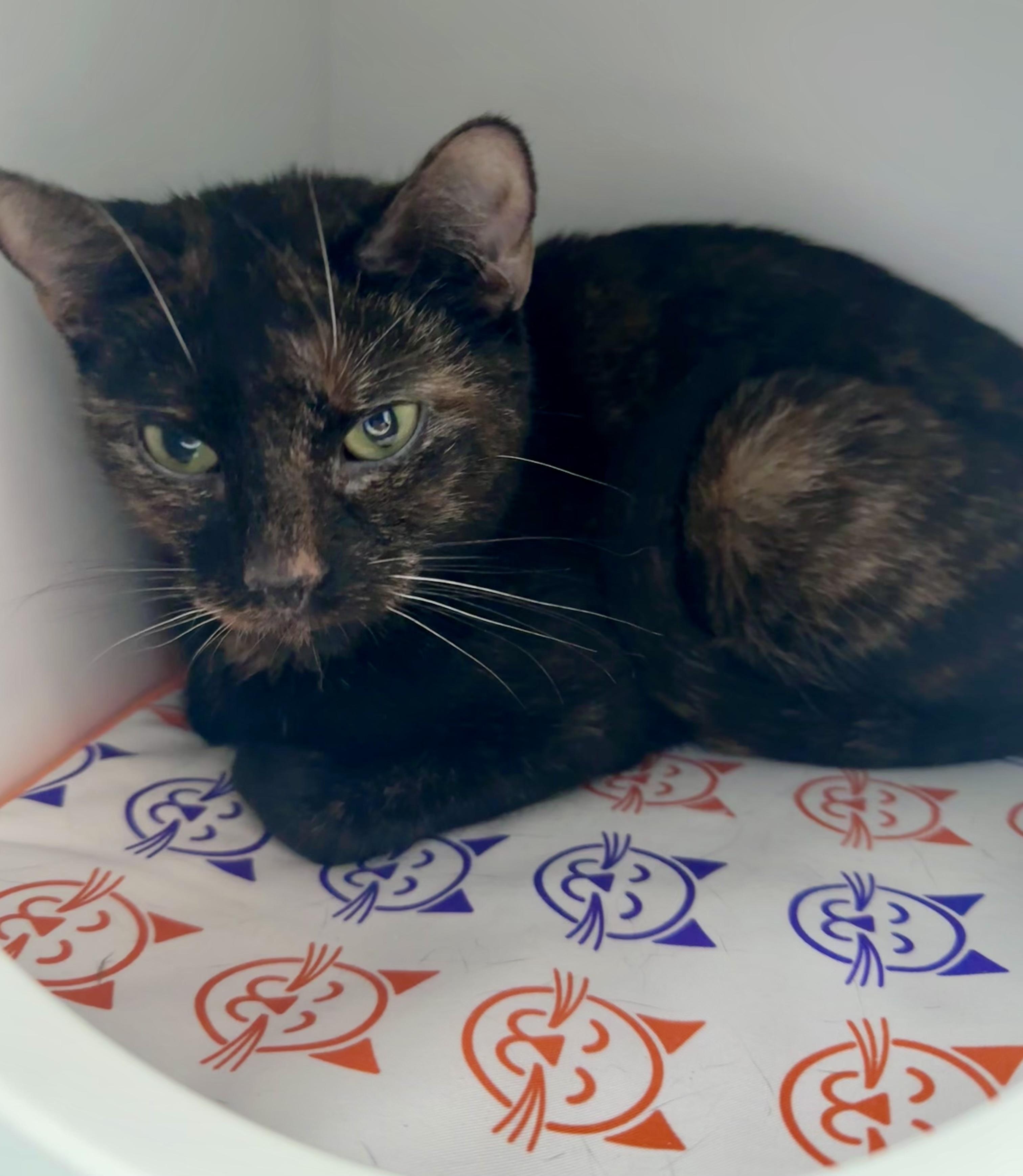 Enlarge Ember, a ADOPTABLE Tortoiseshell in Bethel, CT image 5/5