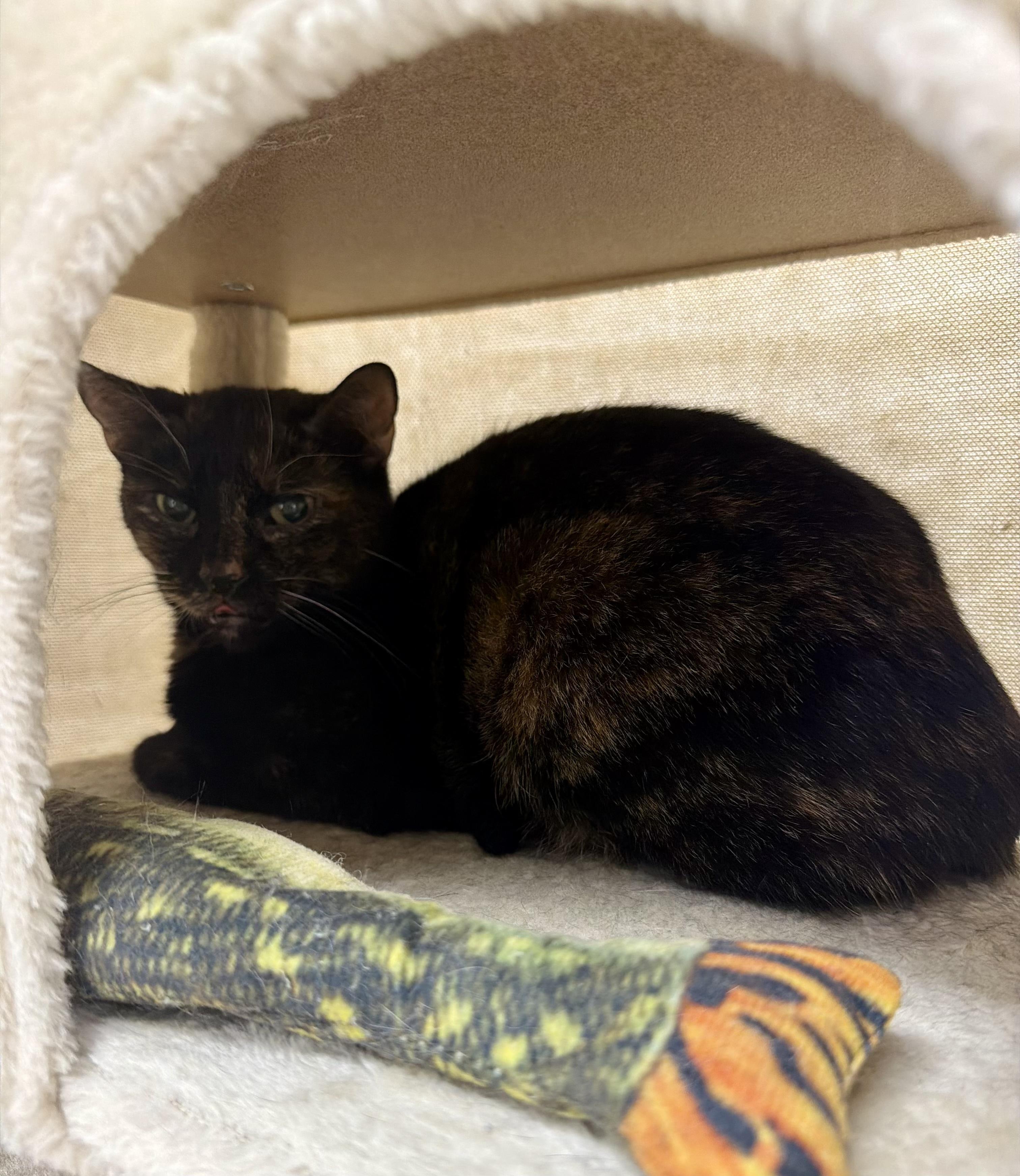 Ember, a ADOPTABLE Tortoiseshell in Plainville, CT image 6/6