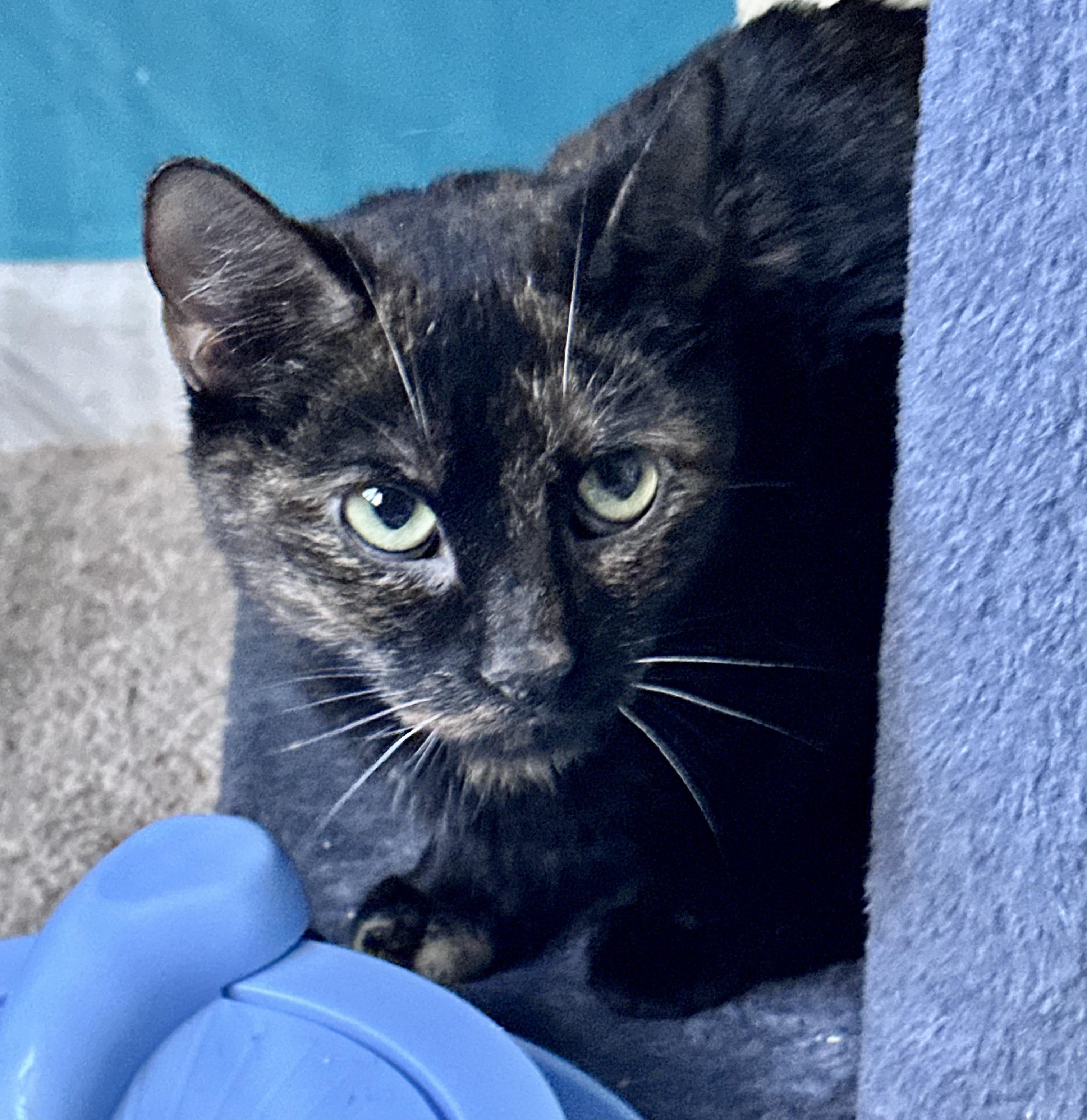 Enlarge Ember, a ADOPTABLE Tortoiseshell in Bethel, CT image 4/5