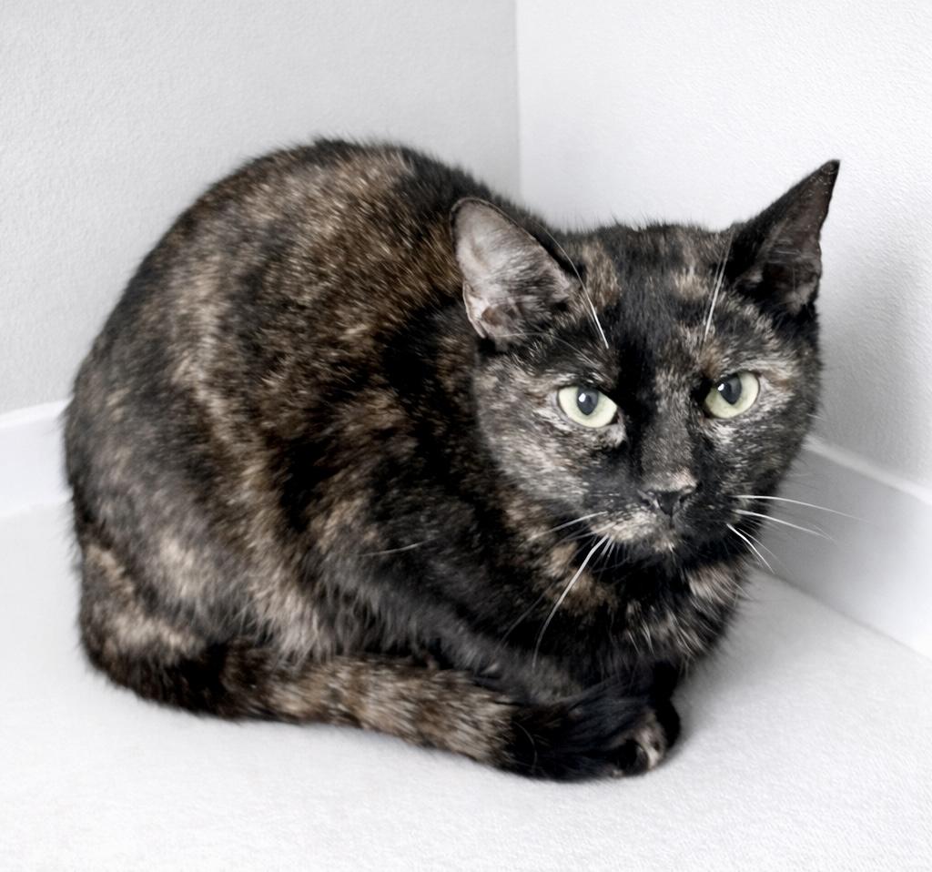 Enlarge Ember, a ADOPTABLE Tortoiseshell in Bethel, CT image 2/5