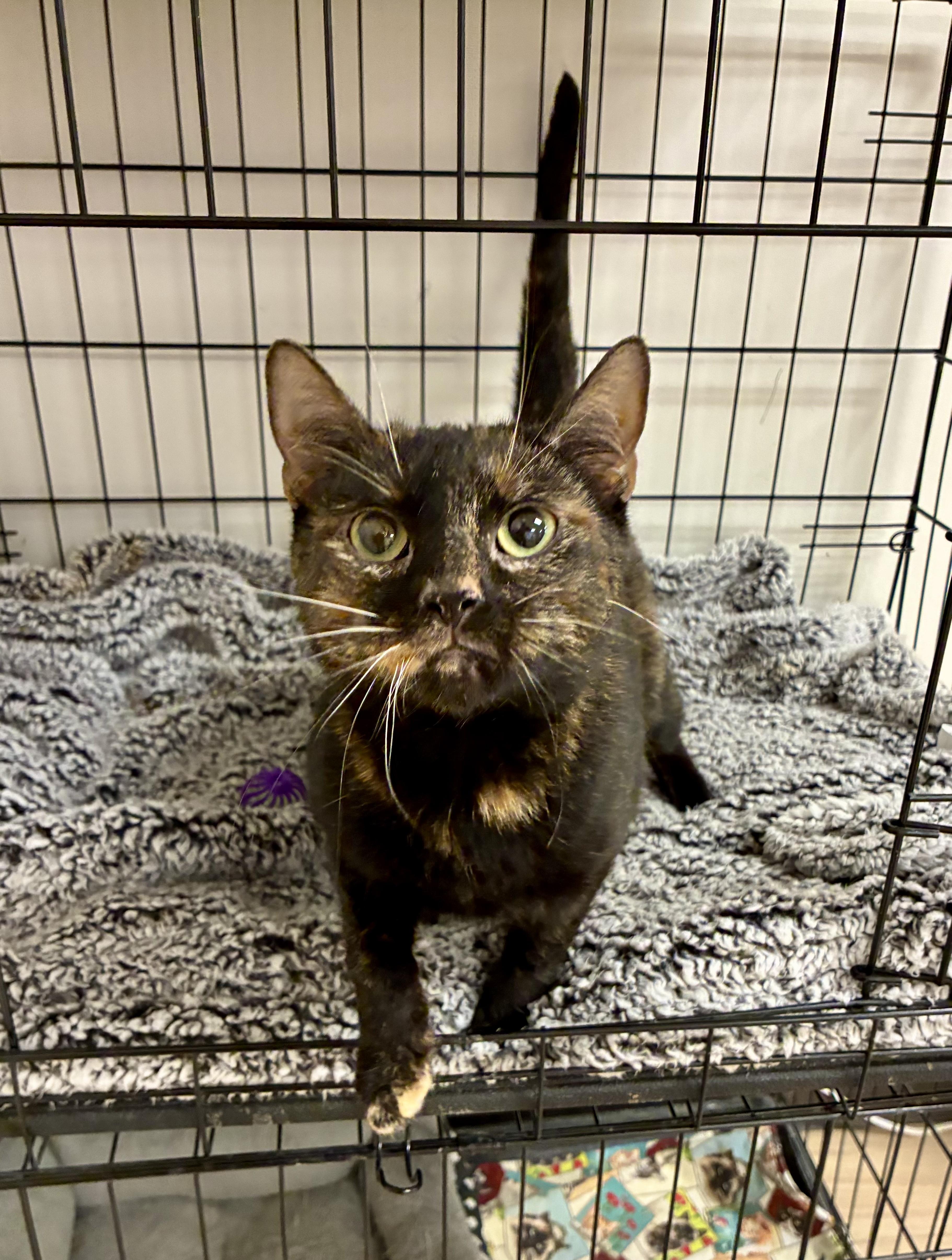 Ember, a ADOPTABLE Tortoiseshell in Plainville, CT image 2/6