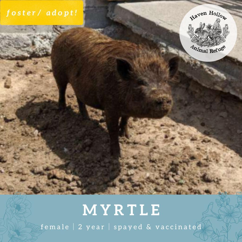 Enlarge Myrtle, a Adoptable Vietnamese Pot Bellied in Shelley, ID image 1/1