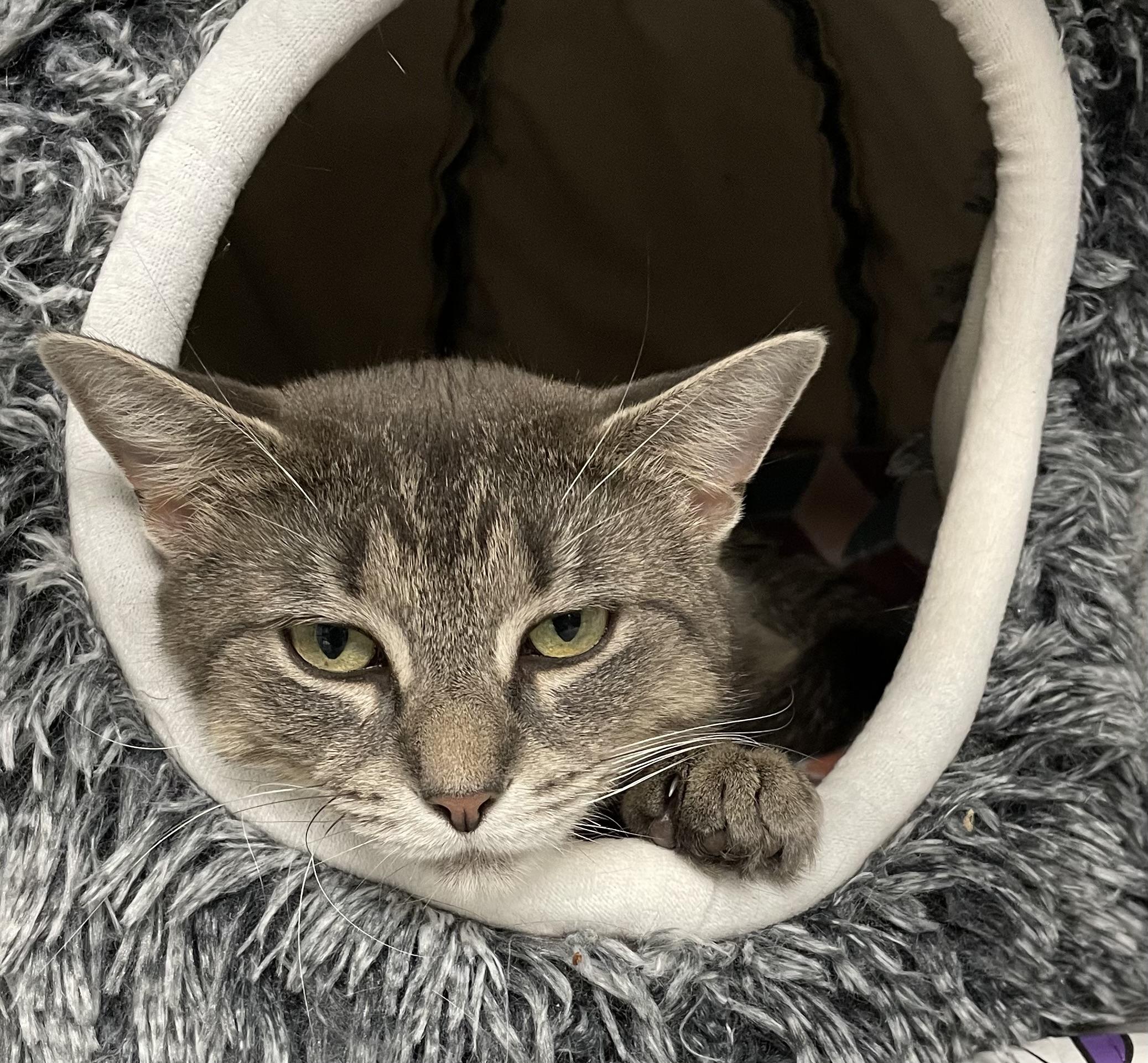 Sage, Adoptable, Young Female American Shorthair.