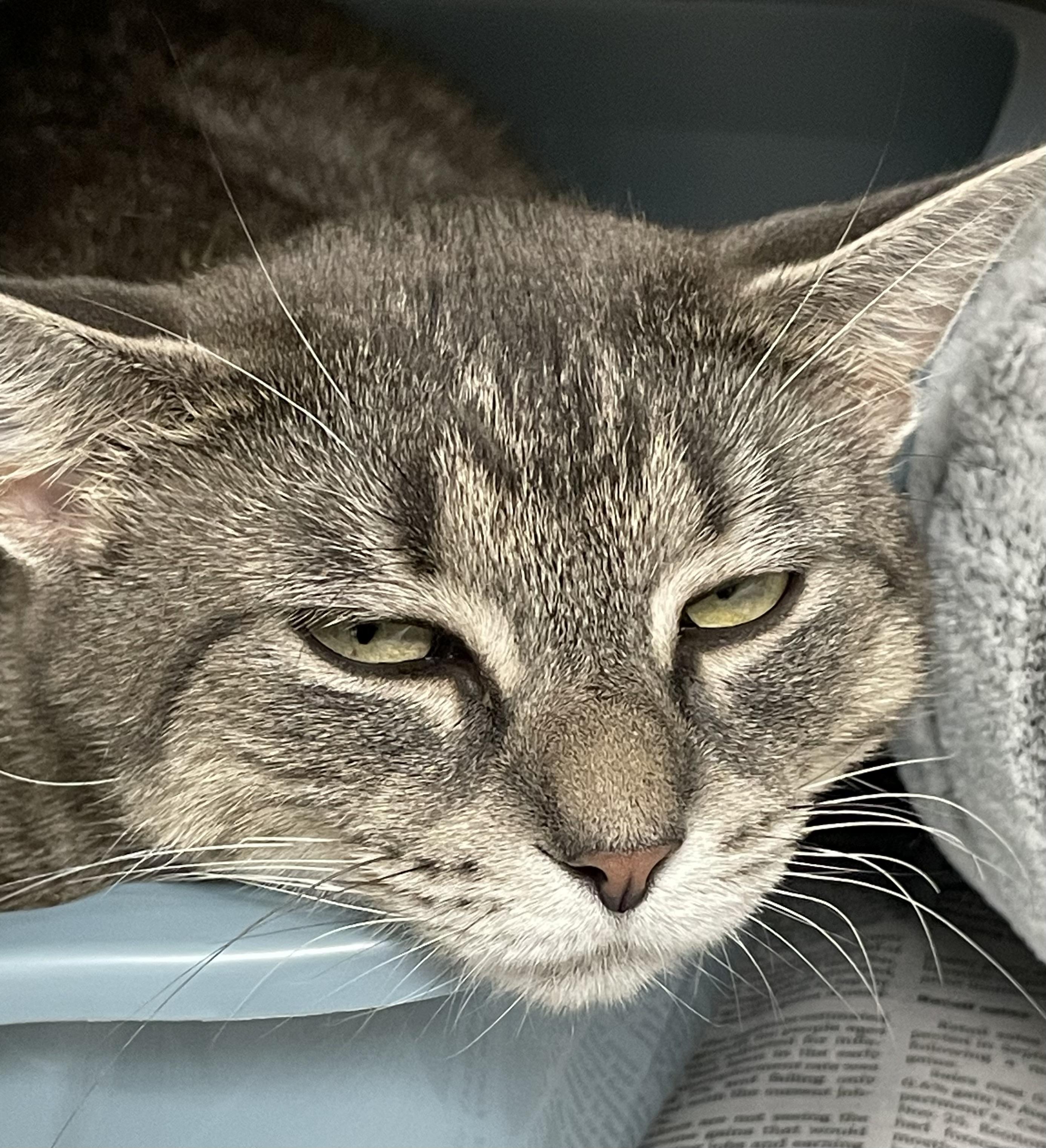 Enlarge Sage, a Adoptable American Shorthair in North Kingstown, RI image 3/4
