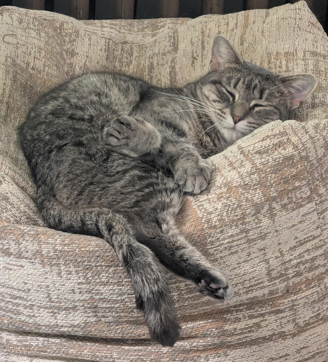 Enlarge Sage, a Adoptable American Shorthair in North Kingstown, RI image 3/6