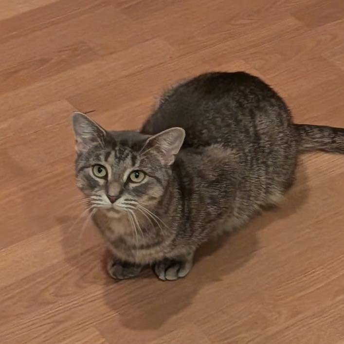 Enlarge Sage, a Adoptable American Shorthair in North Kingstown, RI image 5/6