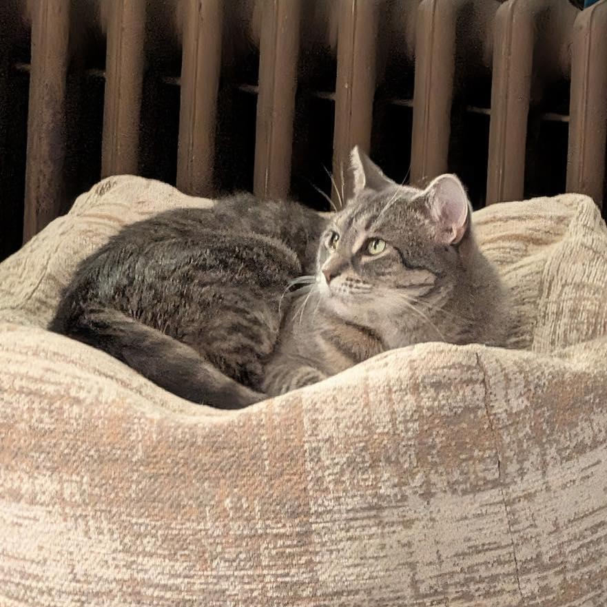 Enlarge Sage, a Adoptable American Shorthair in North Kingstown, RI image 6/6