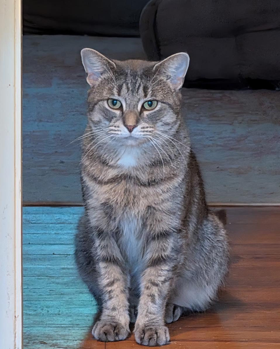Sage, Adoptable, Young Female American Shorthair.