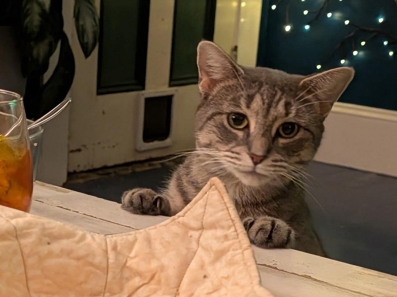 Enlarge Sage, a Adoptable American Shorthair in North Kingstown, RI image 4/6