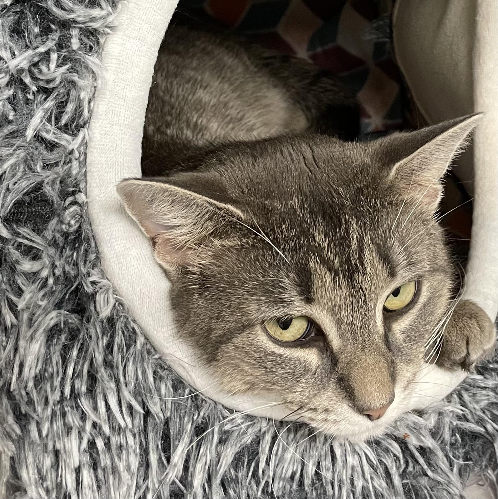 Enlarge Sage, a Adoptable American Shorthair in North Kingstown, RI image 2/4