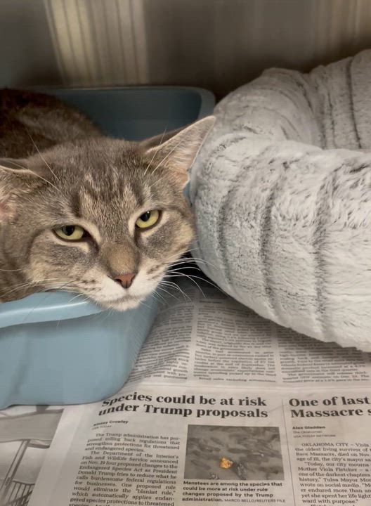 Enlarge Sage, a Adoptable American Shorthair in North Kingstown, RI video 4/4