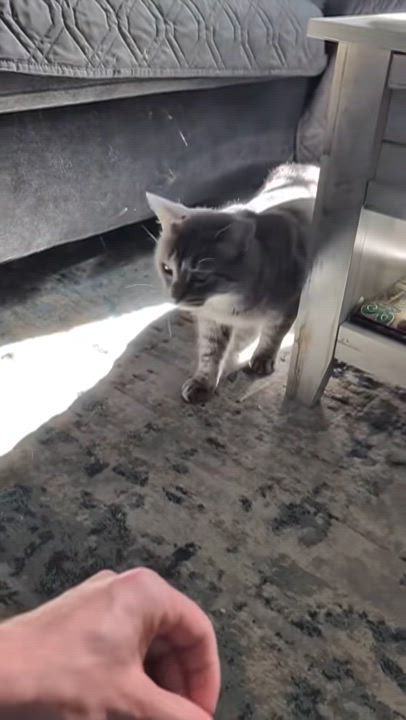 Enlarge Sage, a Adoptable American Shorthair in North Kingstown, RI video 2/6